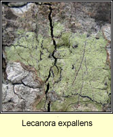 Lecanora expallens
