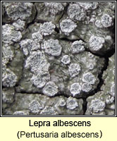 Lepra albescens (Pertusaria albescens)