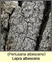 Lepra albescens (Pertusaria albescens)