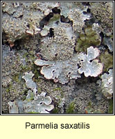 Parmelia saxatilis