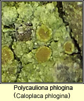 Polycauliona phlogina (Caloplaca phlogina)