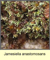 Jamesiella anastomosans