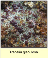 Trapelia glebulosa
