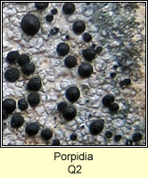 Porpidia Q2