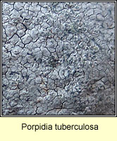 Porpidia tuberculosa