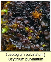 Scytinium pulvinatum (Leptogium pulvinatum)