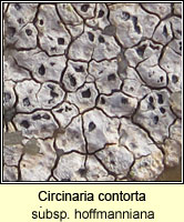 C. contorta subsp hoffmanniana (A. contorta ssp hoffmanniana)
