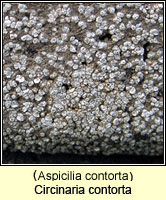 Aspicilia contorta ssp hoffmanniana