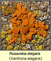 Rusavskia elegans (Xanthoria elegans)