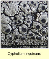 Cyphelium inquinans