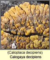 Calogaya decipiens (Caloplaca decipiens)