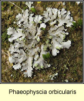 Phaeophyscia orbicularis