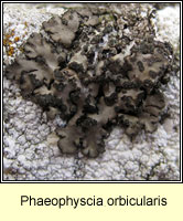 Phaeophyscia orbicularis