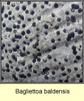 Bagliettoa baldensis