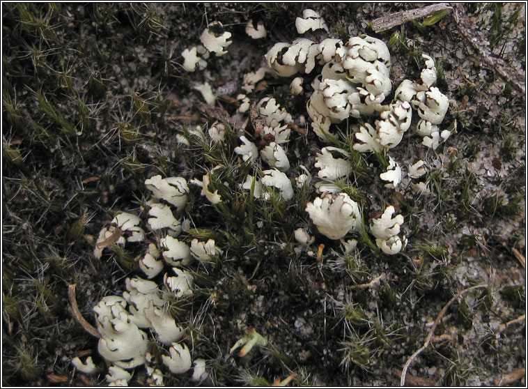 Cladonia foliaceae