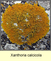 Xanthoria calcicola