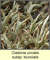 Cladonia uncialis biuncialis