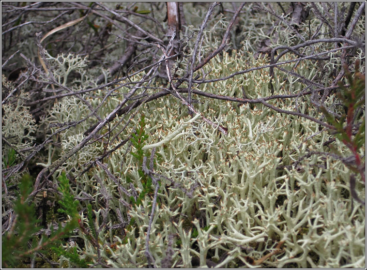 Cladonia uncialis subsp biuncialis