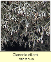 Cladonia ciliata