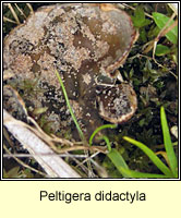 Peltigera didactyla