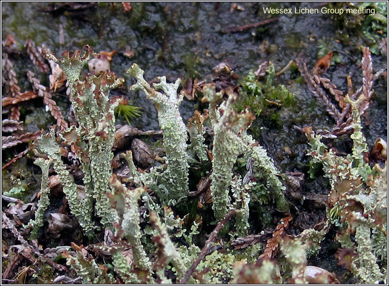 Cladonia squamosa (heathland form)