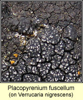 Placopyrenium fuscellum