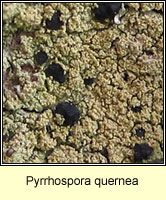 Pyrrhospora quernea