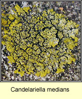 Candelariella medians