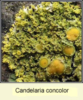 Candelaria concolor
