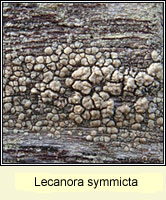 Lecanora symmicta