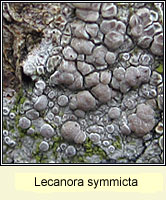 Lecanora symmicta