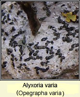 Alyxoria varia (Opegrapha varia)
