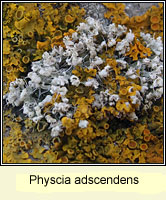 Physcia adscendens