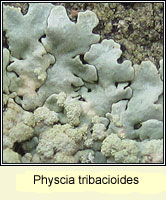 Physcia tribacioides