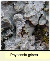 Physconia grisea
