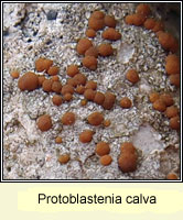 Protoblastenia calva