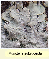Punctelia subrudecta