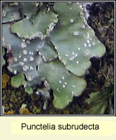 Punctelia subrudecta