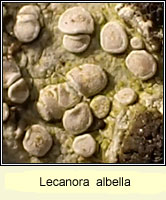 Lecanora albella