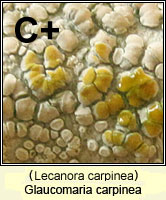 Glaucomaria carpinea (Lecanora carpinea)