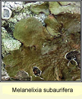 Melanelixia subaurifera
