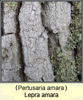 Lepra amara (Pertusaria amara)