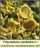 Polycauliona candelaria (Xanthoria candelaria)