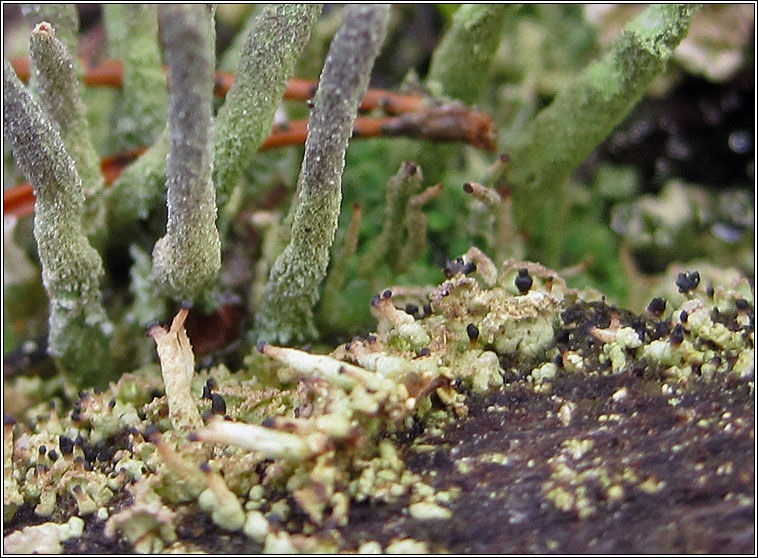 Cladonia parasitica, fertile