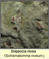Snippocia nivea (Schismatomma niveum)