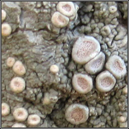 Ochrolechia parella