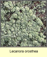 Lecanora orosthea