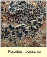 Porpidea macrocarpa
