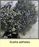 Buellia aethelea