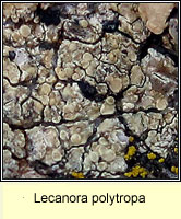 Lecanora polytropa